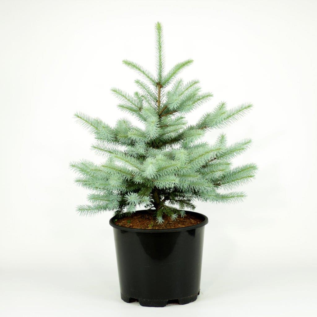 Ель колючая Блю Даймонд